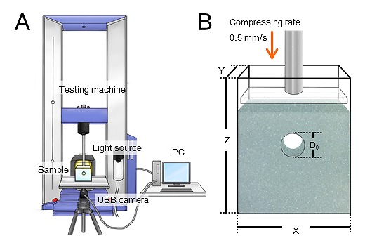 Fig. 2. Experimental setup. Tunnel compression experiment using a universal testing machine was performed in this study (A). A wet granular layer with horizontal tunnel structure was prepared in an acrylic vessel (B). The entire wet granular layer including the tunnel structure was uniformly compressed.