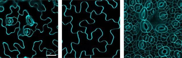 Figure 1. From left to right: Wild type stomata; SPEECHLESS (no stomata mutant); and SCREAM-D mutant (stomata-only leaf epidermis) in leaves of Arabidopsis (rockcress), a small flowering plant related to cabbage and mustard. CREDIT: Aarthi Putarjunan (U. Washington)/Keiko Torii (Nagoya University /U. Washington).