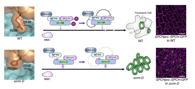 Figure 2. Mechanism enforcing the initiation of stomatal cell lineages via SCREAM's unique anchoring module that recruits MAP kinases.
