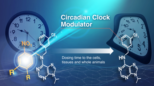 Figure: Caged compounds regulate the circadian clock with light (image by Issei Takahashi, Nagoya University)