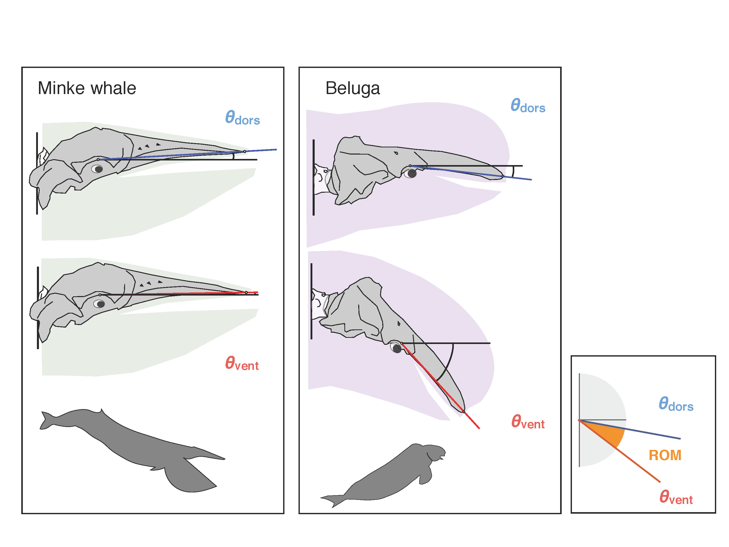 Figure 1: The most dorsi-flexed \[θdors(°)\] and ventro-flexed \[θvent(°)\] atlanto-occipital joint angles of minke whale (Balaenoptera acutorostrata) and beluga (Delphinapterus leucas). The range of atlanto-occipital joint angle (ROM) varies by taxa.