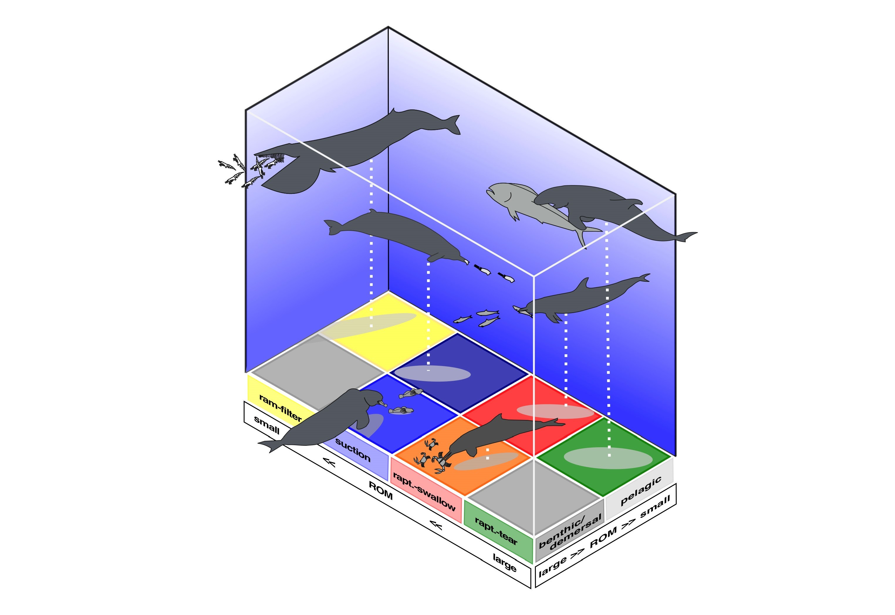 Figure 2: The range of atlanto-occipital joint angle (ROM) depends on the prey habitat, and the way cetaceans use to capture prey. The cetaceans that prefer benthic/demersal prey had a relatively large ROM compared with the ones that prefer pelagic prey. The ROM was relatively large in raptorial feeders, followed by suction- and ram-filter feeders, in ascending order. Among raptorial feeders, the ROM was larger in taxa that facultatively tear off the fresh of prey than the ROM in taxa that swallow the prey without processing.