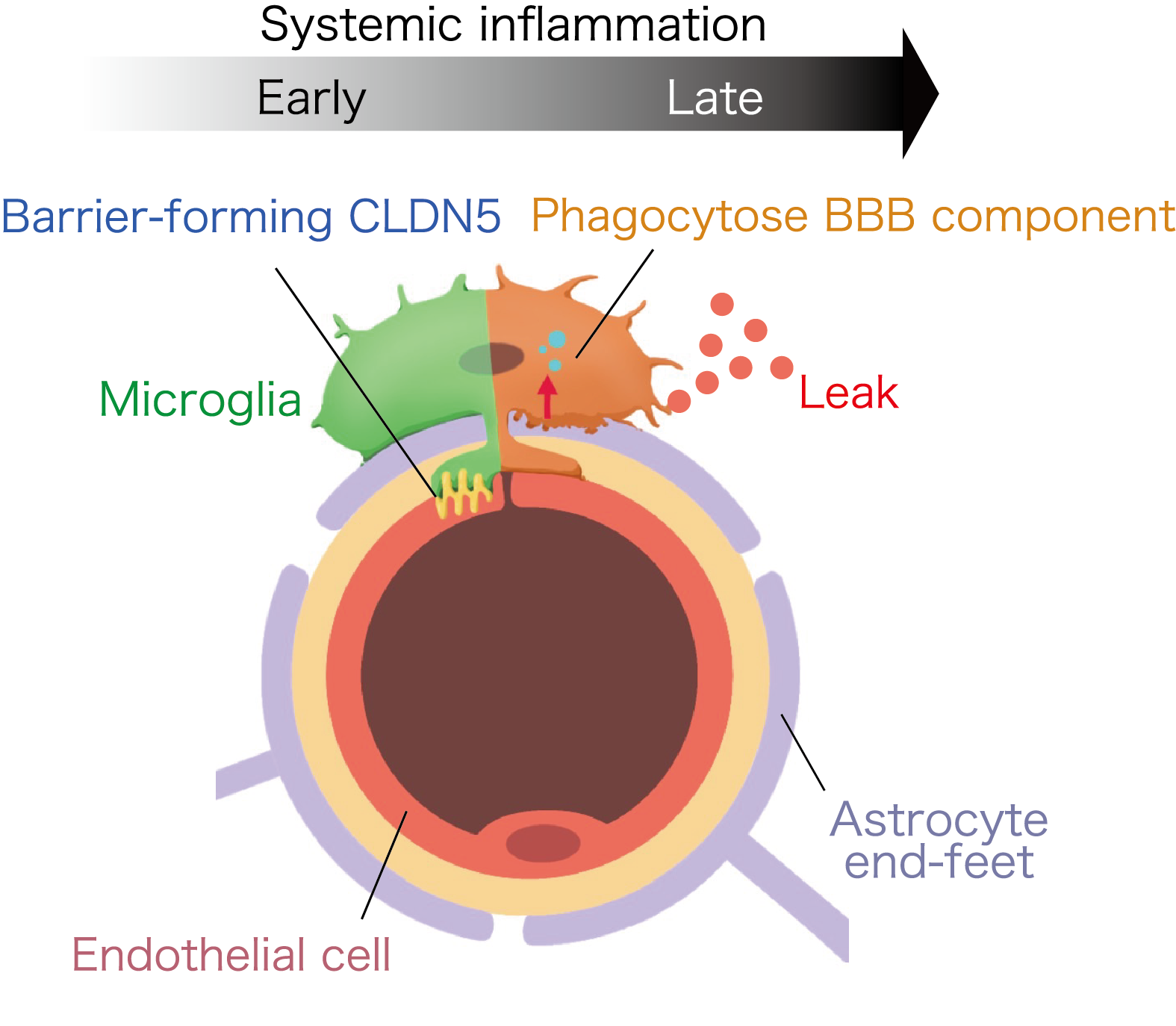 Figure: Dual function of microglia for blood brain barrier (BBB) in early and late phase of systemic inflammation. Microglia express tight junction molecule (CLDN5) to maintain BBB integrity in early phase and molecule for phagocytosis (CD68) to impair the BBB function in late phase of systemic inflammation. Microglia phagocytose astrocyte end feet which is one of the components of BBB. Credit: Hiroaki Wake