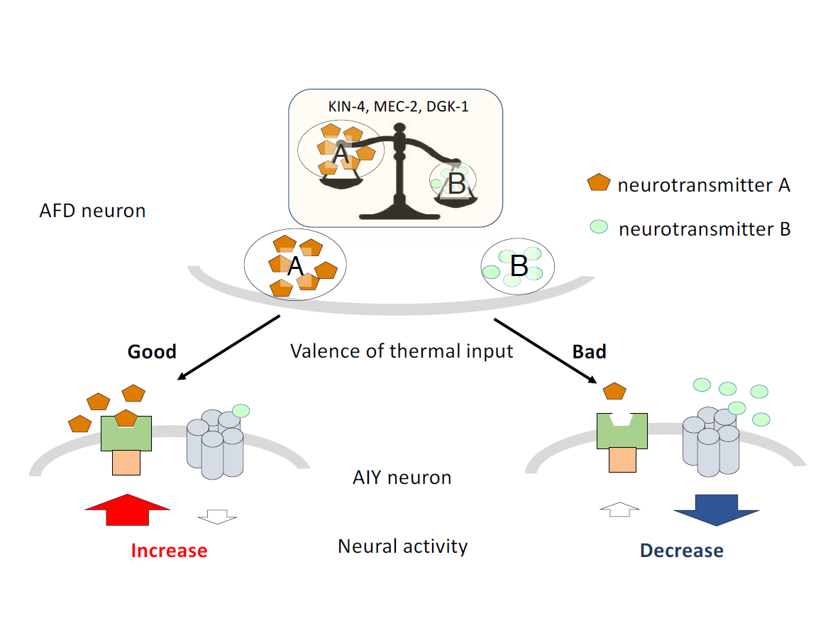 Single presynaptic neuron evokes opposing activity in a postsynaptic neuron to encode the valence of sensory stimuli. (Credit: Shunji Nakano &amp; Ikue Mori)