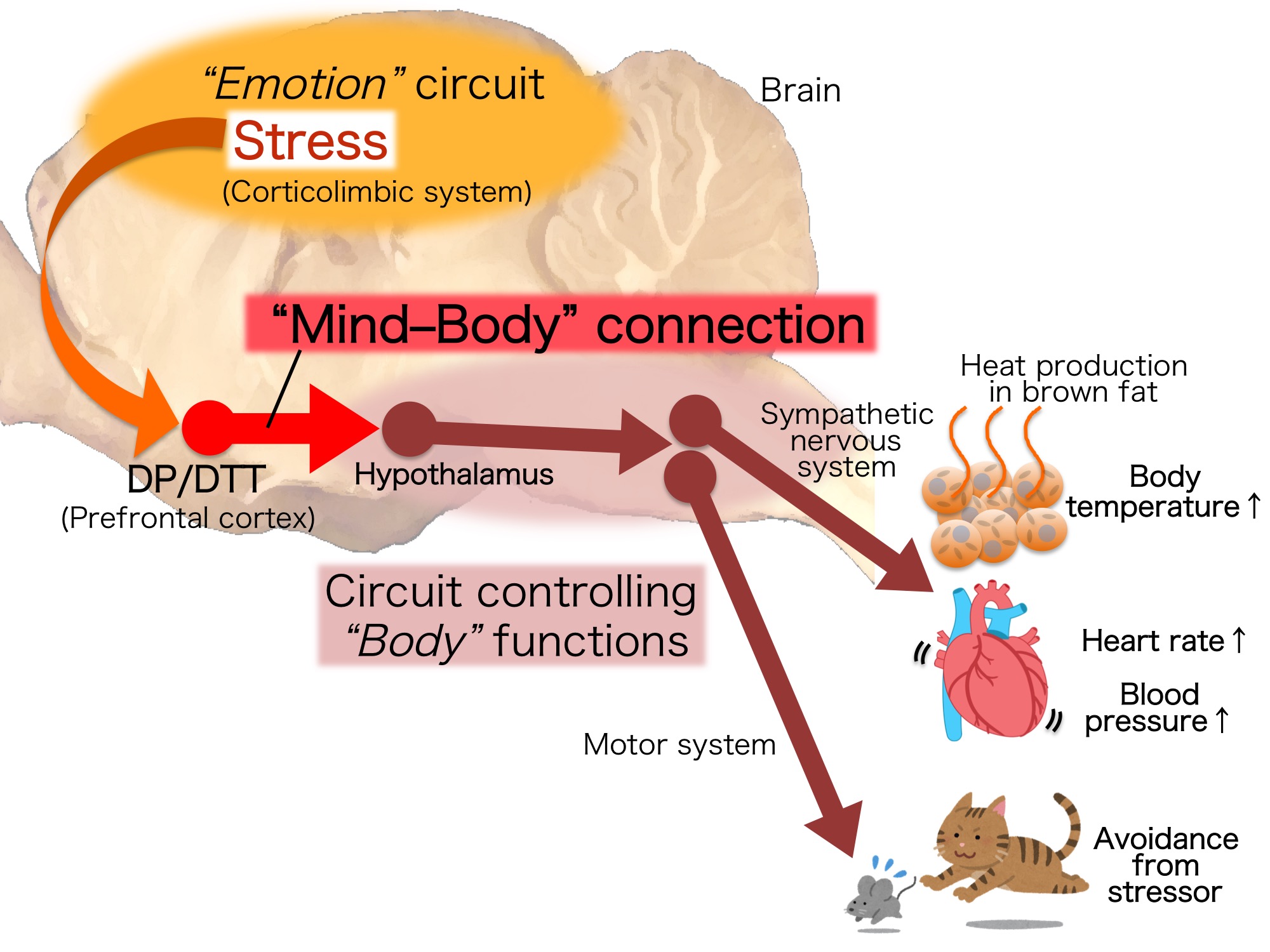 Neural circuit that drives physical responses to emotional stress. Emotional stress signals are processed in the "emotion" circuits and integrated in the DP/DTT. The integrated signals are transmitted to the hypothalamus which then drives a variety of physical responses through circuits that control "body" functions. The discovered "mind-body" connection constitutes a key part of the stress circuit in the brain. &copy; Kazuhiro Nakamura.
