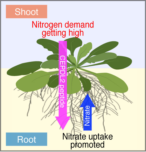 Shoot-to-root mobile CEPDL2 regulates root nitrate uptake in response to shoot nitrogen demand. (Credit: Yoshikatsu Matsubayashi, Nagoya University)