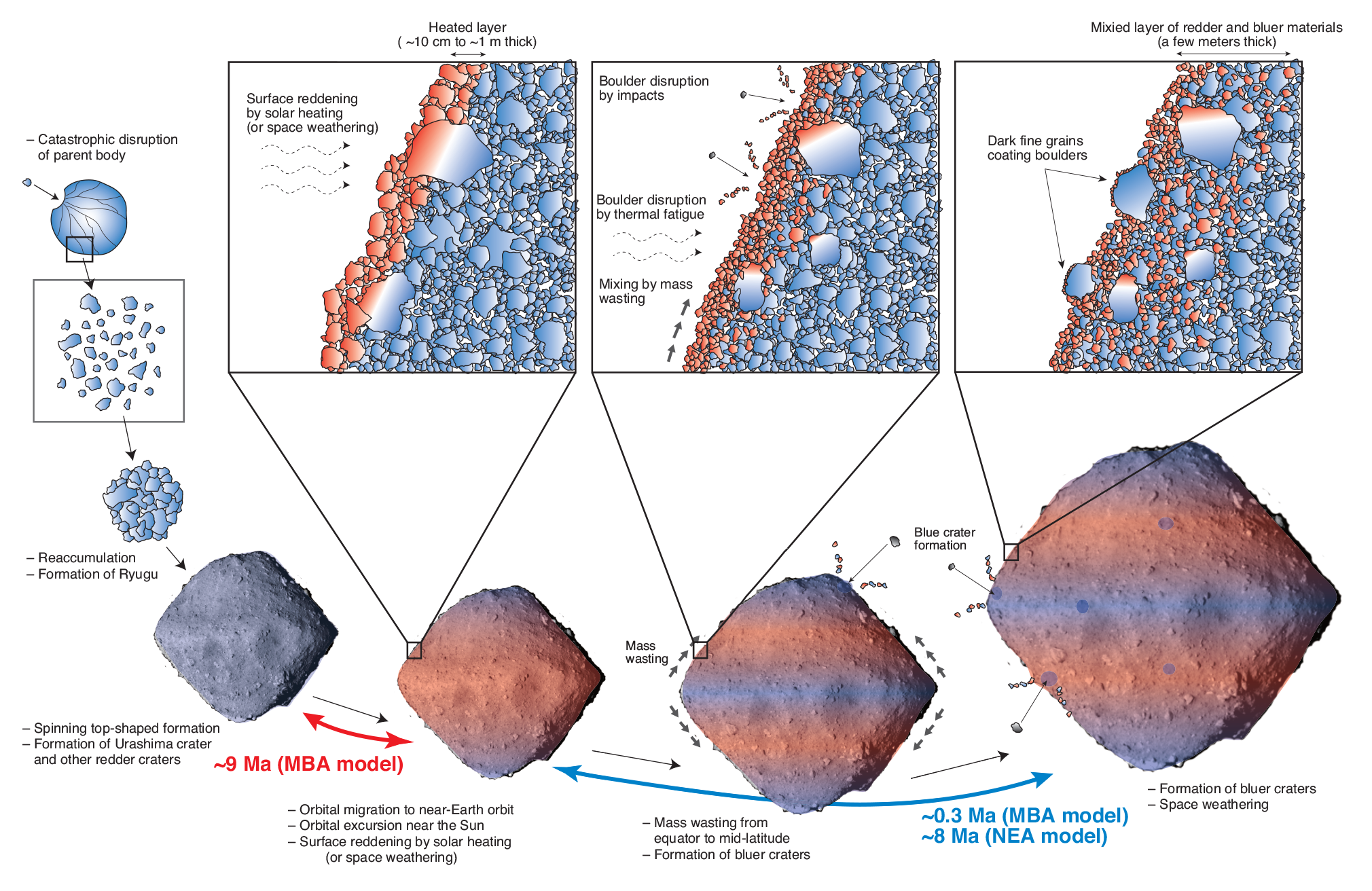 History of Ryugu: A diagram to show how researchers believe the surface of Ryugu evolved over time &copy; 2020 Morota et al.