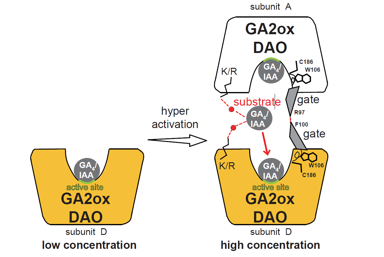 Figure: Dimerization of OsGA2ox and OsDAO enhances its enzymatic activity. Under low substrate concentration (GA4 or IAA) (left), GA2ox or DAO functions as a monomer with low enzyme activity. At high substrate concentration (right), the interface GA4 or IAA causes the formation of multimers by bridging two enzyme molecules, resulting in hyper-activation. GA4 or IAA is retained in a stable interface position, allowing two subunits to enter the active site for the next reaction without a high energy barrier. Lys or Arg is the most important amino acid for retaining GA4 or IAA and for entering the active site. Furthermore, MD simulation of OsGA2ox3 revealed the presence of a gate, allowing substrate to enter the active site and for product to exit. This gate had a hinge site composed of three amino acids, W106, C186, and V196, and was also stabilized by the interaction between R97 in subunit A and F100 in subunit D. GA4-dependent dimerization enhanced its enzymatic activity. These mechanisms are conserved in all rice GA2oxs. (Credit: S.Takehara et al. 2020)