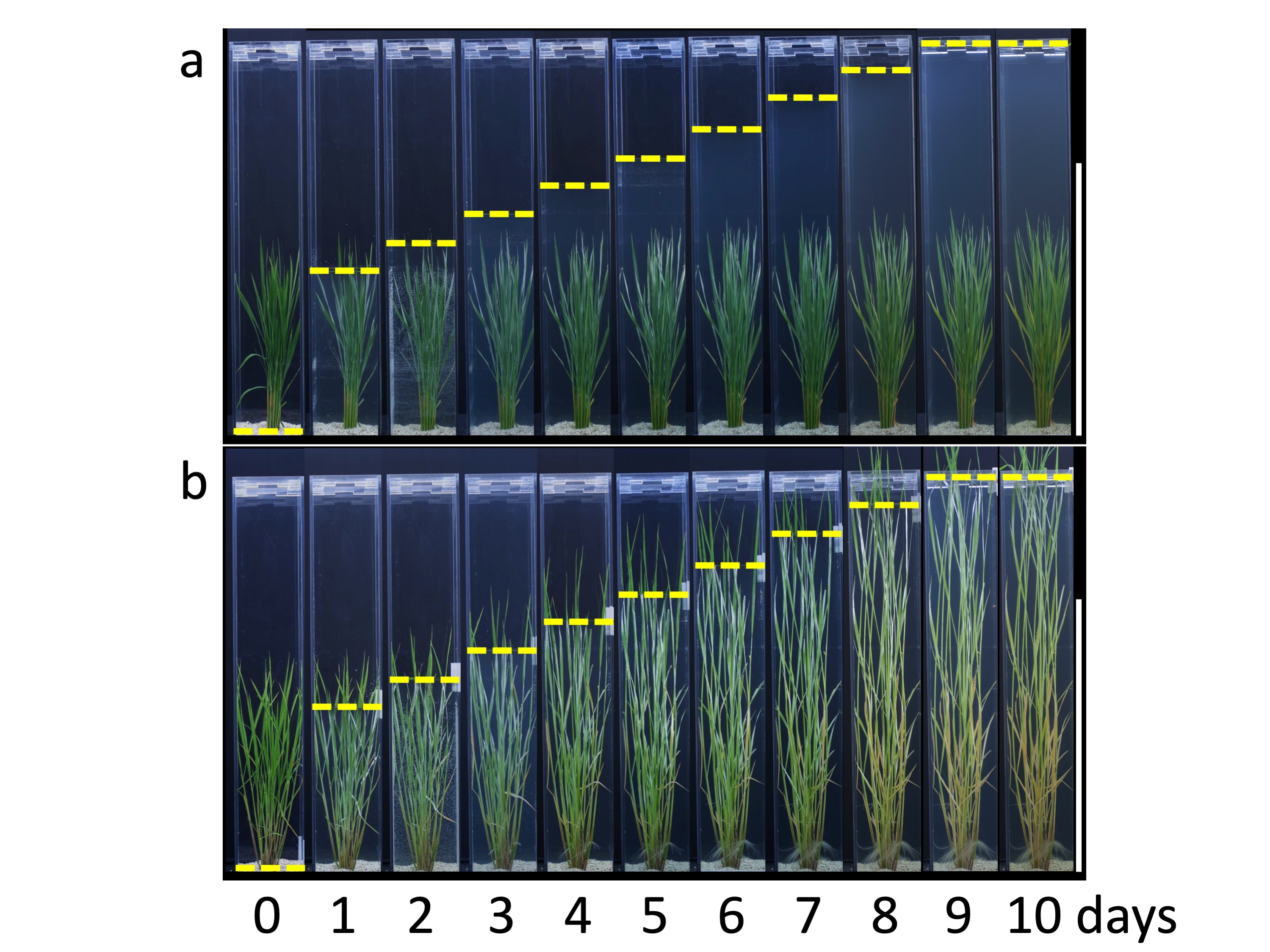 A short paddy rice variety (above) and long deepwater variety (below) were placed in rising levels of deep water. ACE1 was specifically triggered in the deepwater variety, stimulating elongation above water level. (Credit: Motoyuki Ashikari)