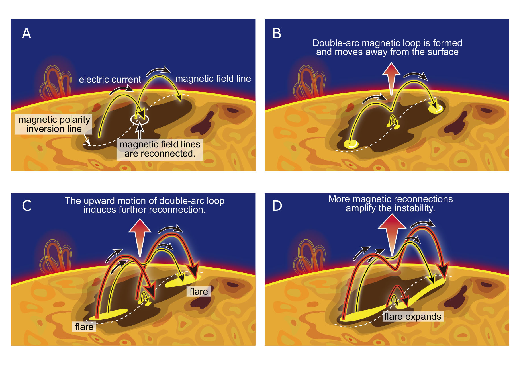 Figure 1: The process of solar flare production in the physics-based prediction method. **A:** Electric currents flow along magnetic field lines across the magnetic polarity inversion line on the solar surface, where the magnetic field changes its polarity. **B:** Magnetic field lines are reconnected and form a double-arc loop that moves away from the surface due magnetohydrodynamic instability. **C:** The upward motion of the double-arc loop induces further magnetic reconnection. A solar flare begins to burst out from the base points of the reconnected field lines. **D:** More magnetic reconnections amplify the instability and the solar flare expands. (Credit: Institute for Space-Earth Environmental Research, Nagoya University)