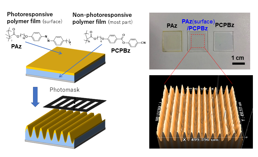 Figure: Schematic of the film (left): The film is mostly composed of a non-photoresponsive polymer (200 - 400 nm thick), and a photoresponsive polymer layer exists only at the surface (some nm thick). Photograph of the films and surface shape after UV radiation through a photomask (right). (Issei Kitamura / Springer Nature)