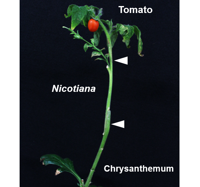 Indirect grafting. Using tobacco as an interscion, a tomato scion was grafted onto a rootstock of Chrysanthemum (Florist's daisy), one of the most prolific plants on land.Three months later, the tomato plant bore a small fruit. (Credit: Michitaka Notaguchi)