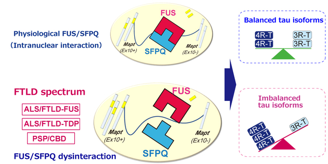 Proposed pathway underlying the neurodegeneration process in FTLD spectrum diseases. Under normal physiological conditions, FUS and SFPQ interact in the nucleus of nerve cells and regulate the alternative splicing of MAPT by excising exon 10. When this functional machinery is impaired, the splicing ratio of MAPT exon 10+/exon 10- is increased, which in turn results in an increased 4R-Tau/3R-Tau ratio. The findings of Dr Ishigaki's team suggest the presence of a pathophysiological link between FUS/SFPQ interaction and the regulation of 4R-Tau/3R-Tau isoforms, which is involved in the pathogenesis of FTLD spectrum diseases. (Credit: Shinsuke Ishigaki)