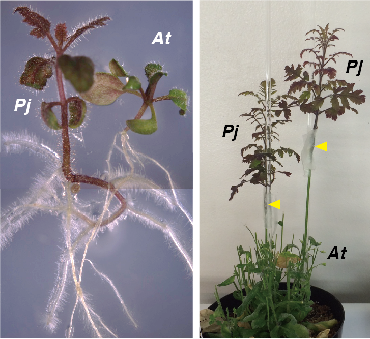 Parasitism and heterospecific grafting of P. japonicum. (Left) Parasitism between the roots of P. japonicum and Arabidopsis. (Right) Grafting of P. japonicum with Arabidopsis. Yellow arrow heads indicate the grafted points. (Credit: Michitaka Notaguchi)