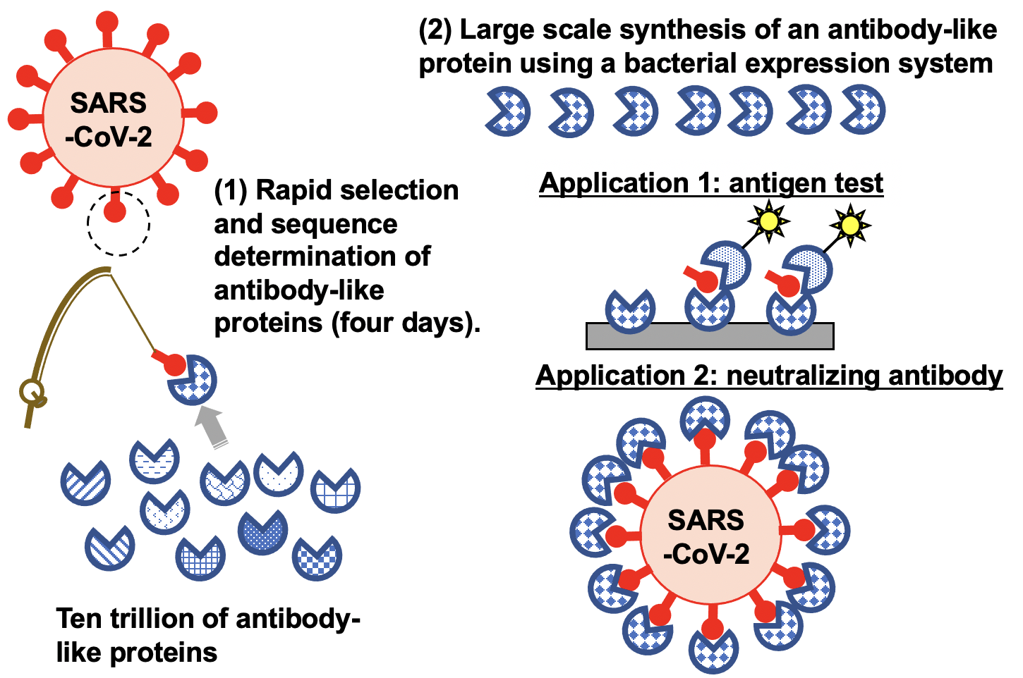 The TRAP display method 'fishes' for synthetic proteins from among a library of trillions for those that can target SARS-CoV-2. The approach was able to identify proteins that can be used for testing for the virus and potentially treating people infected with COVID-19. (Credit: Hiroshi Murakami)