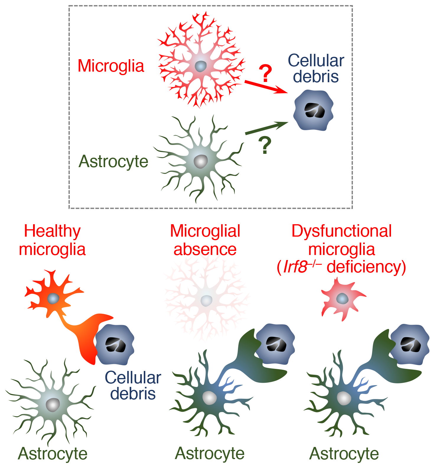Microglial ablation or microglial dysfunction actuates phagocytic activity of astrocytes. Astrocytes possess phagocytic machinery and have the potential to compensate for microglia with dysfunctional phagocytic activity. (Credit: Hiroyuki Konishi)