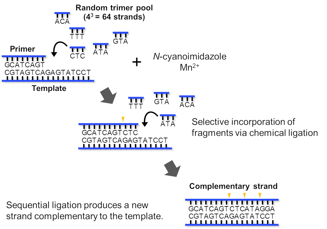 Figure 2: Murayama and his colleagues showed that L-*a*TNA fragments could interlink on complementary L-*a*TNA, RNA and DNA templates without the need for enzymes. (Credit: Keiji Murayama)