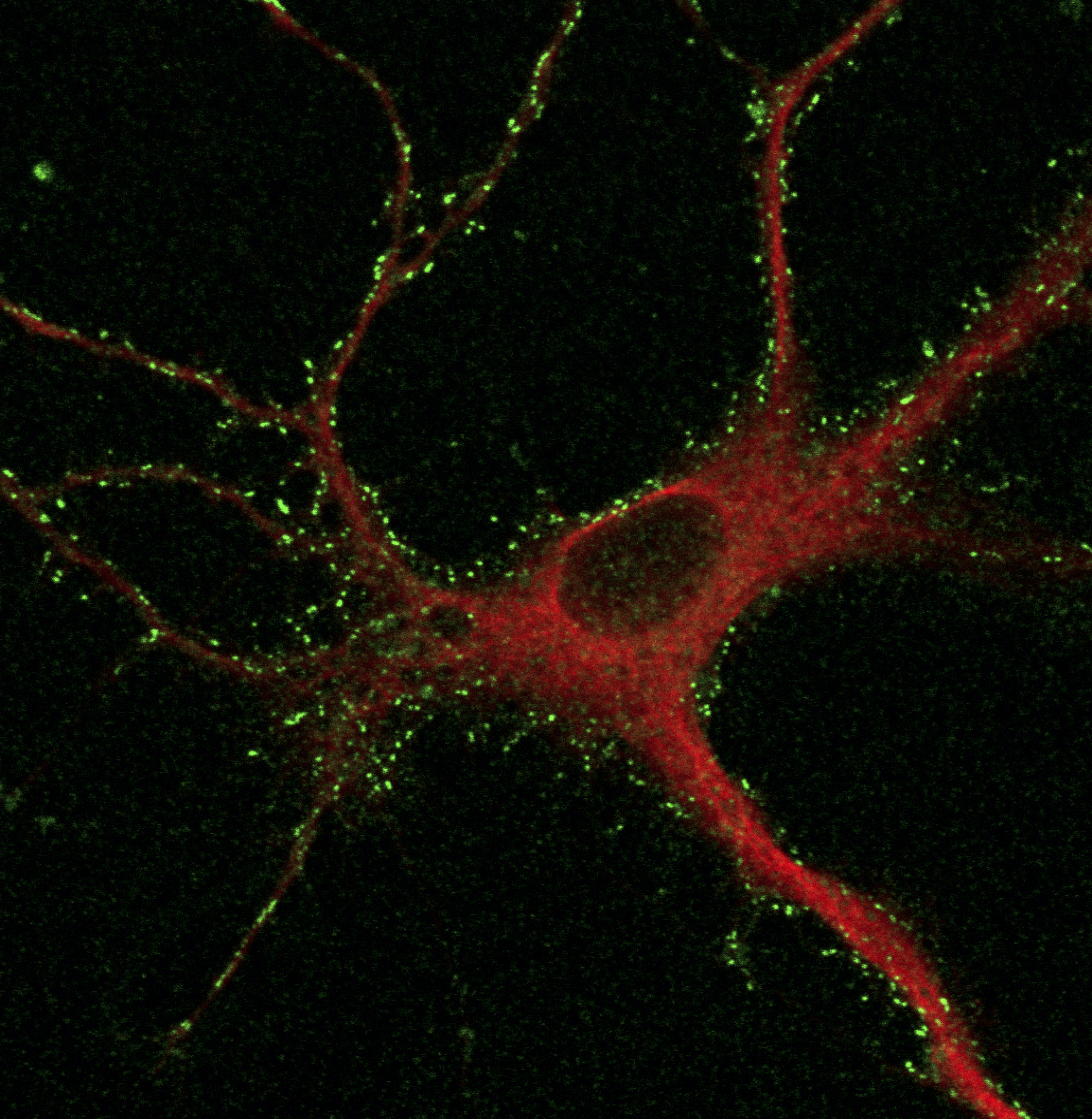 Confocal microscopic image of cortical neurons after two-step labeling. The neurons were fixed, permeabilized, and immunostained with an anti-MAP2 antibody for visualizing the dendrite. Green and red signals indicate labeled fluorescence and anti-MAP2 signals, respectively. (Credit: Shigeki Kiyonaka)