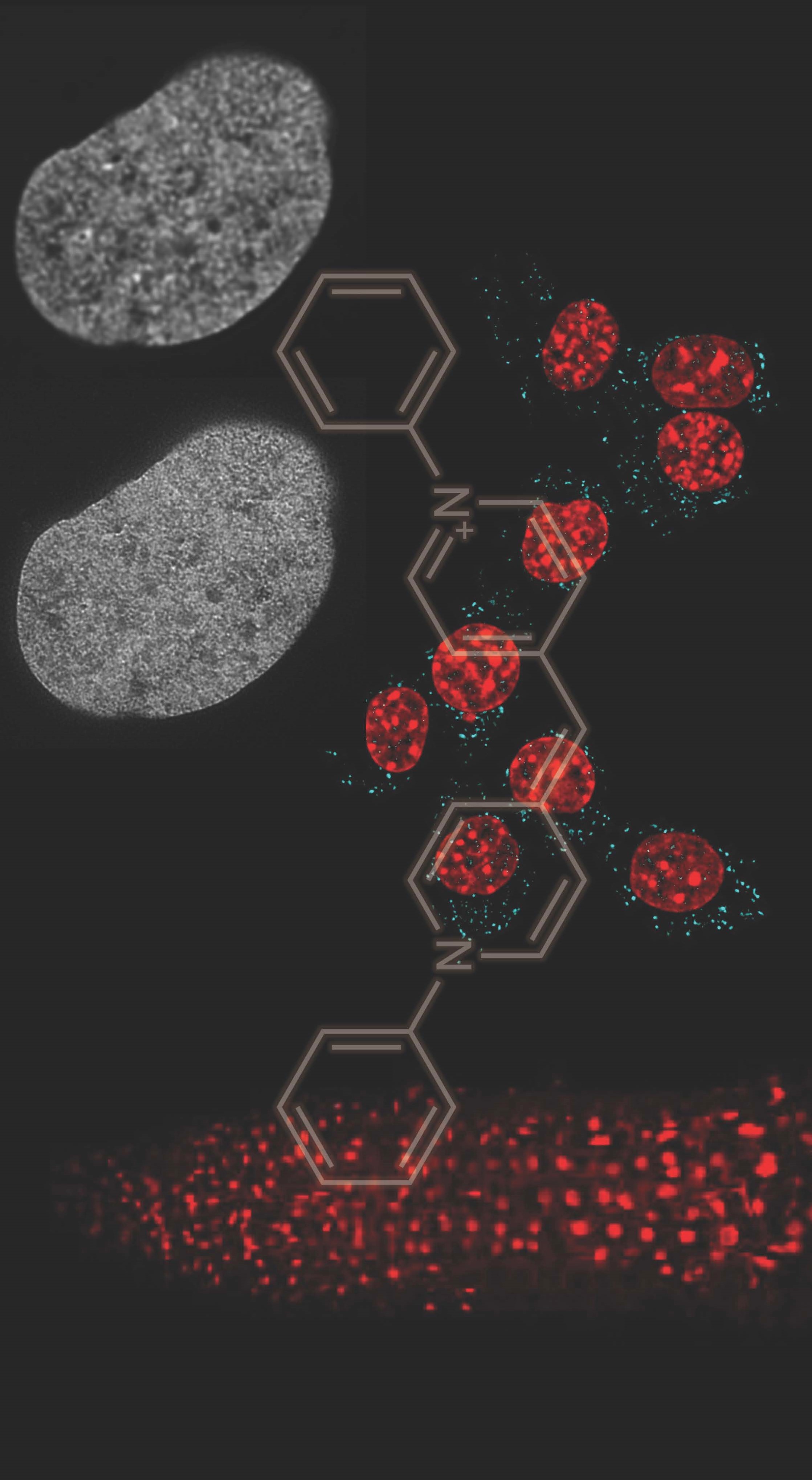 Allowing discrimination between organelle DNA using low phototoxicity visible light, Kakshine offers easy imaging even with cutting edge microscopy techniques. (Credit: Yoshikatsu Sato)