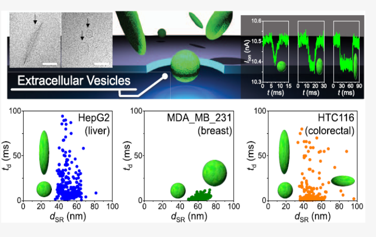 Low-aspect-ratio nanopore devices can rapidly analyze the shapes of extracellular vesicles (EVs) individually in solution, and the present results reveal a dependence of EV shape distribution on the type of cells (cultured liver, breast, and colorectal cancer cells and cultured normal breast cells) secreting EVs. (Image Credit: Sou Ryuzaki)