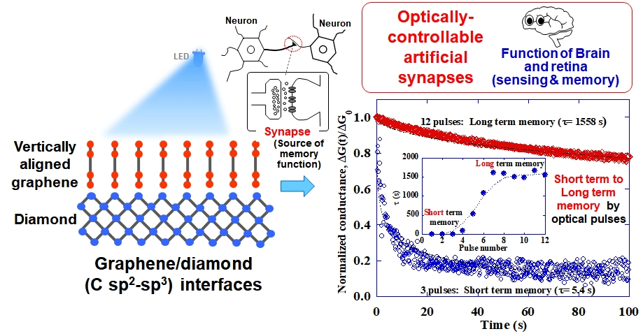 Schematic images of optoelectronic synaptic functions of vertically aligned graphene/diamond junctions. Researchers at Nagoya University, Japan, have taken high-performance computing to the next level with their design of vertically aligned graphene-diamond junctions that mimic the human brain, boosting the information processing speed compared to other modern computers. (Figure credits: Elsevier / Kenji Ueda from Nagoya University)