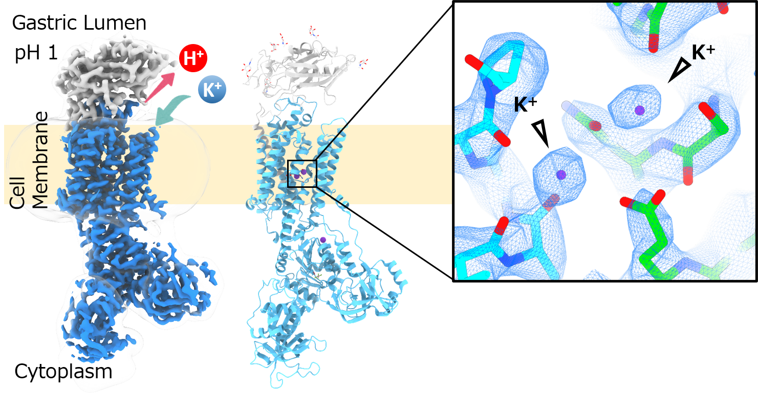 Structure of the gastric proton pump with two K+ ions determined by Cryo-Electron Microscopy. (Credit: Kazuhiro Abe, Nagoya University)