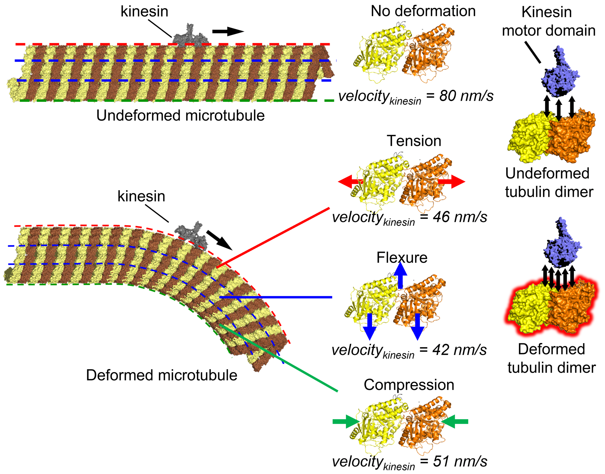 Microtubule, a cytoskeletal filament, may function as a mechano-sensor to regulate intracellular transport by its motor protein, kinesin. Tension, flexure, or compression in the microtubule filament slowed down the kinesin movement along the microtubule due to increased intermolecular interaction, as proved by the molecular dynamics simulation (Syeda Rubaiya Nasrin, Christian Ganser, et al. Science Advances. October 13, 2021).
