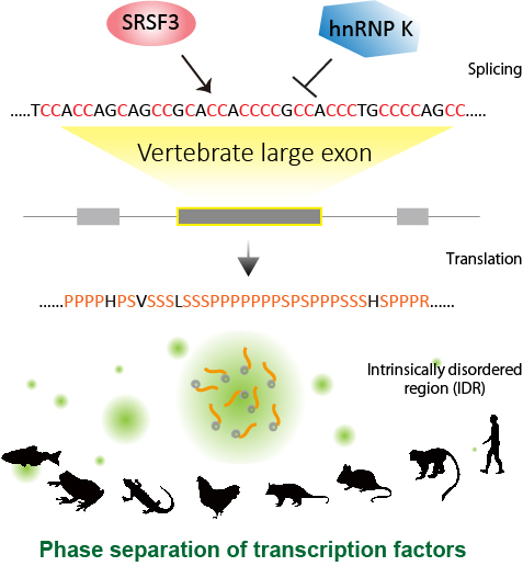 Regulated splicing of large exons ensures proper phase-separation of transcription factors in vertebrates. (Credit: Akio Masuda)