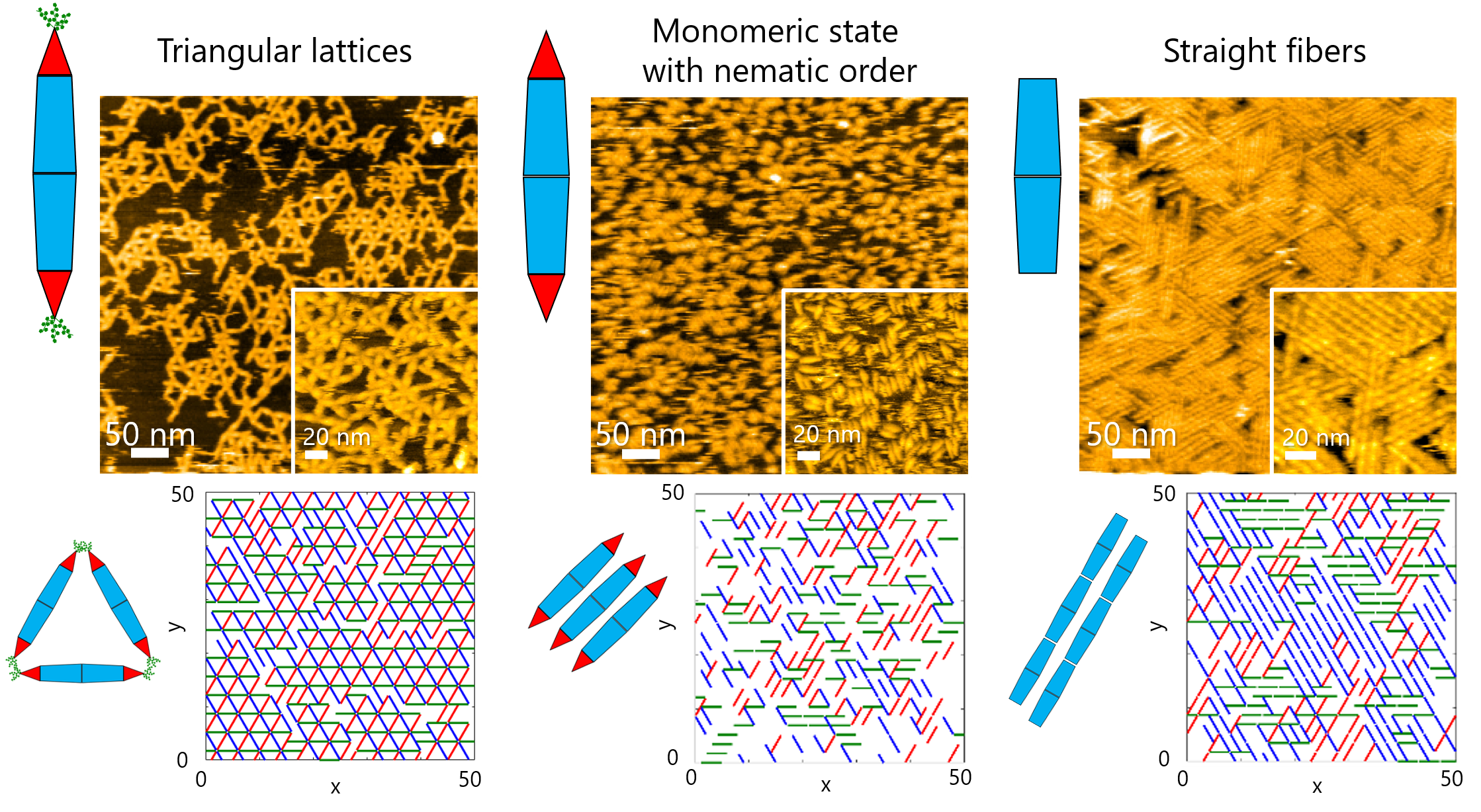 Figure 2. High-speed atomic force microscopy observations and Monte Carlo simulations of two-dimensional self-assembly. Basic protein chains often undergo dynamic self-assembly to form complex supramolecular structures. Scientists at Tokyo Tech have now managed to explore the assembly dynamics using engineered protein needles.