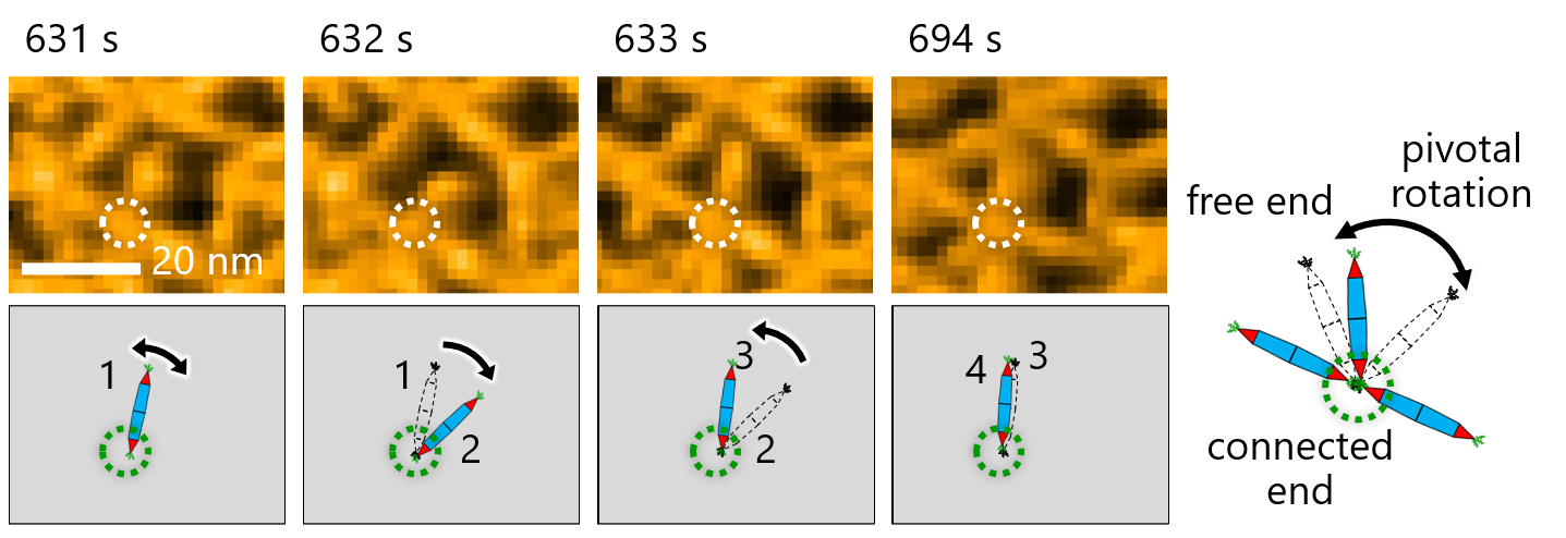 Figure 3. Molecular motion of the protein needles (rPN) showed pivotal rotations around the His-tag interaction. Observing the molecular motion of the PNs was crucial for making observations in this study. Here, researchers noted pivotal rotation around the His-tag interaction between protein needles.