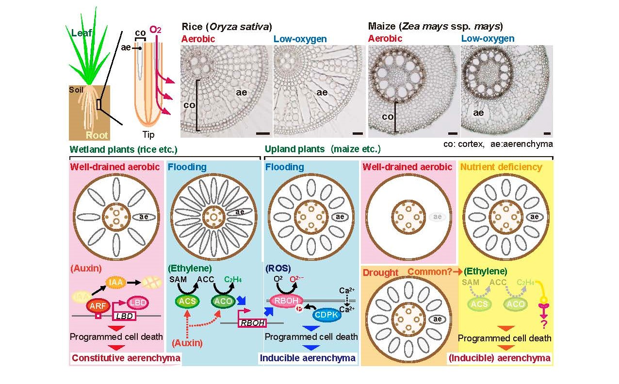 Model of signaling processes for aerenchyma formation in wetland and upland plants. Under well-drained (aerobic) conditions, wetland plants form aerenchyma constitutively. Auxin signaling regulates programmed cell death (PCD) during constitutive aerenchyma formation in the roots of a wetland plant rice. Under flooding (low-oxygen) conditions, ethylene production increases and then ethylene stimulates the generation of reactive oxygen species (ROS). Moreover, cytosolic Ca2+ further stimulates the ROS-mediated PCD. PCD is not triggered by auxin signaling in upland plants, whereas the ethylene-ROS signaling could be common. Although the ethylene production decreases, ethylene signaling is stimulated by nutrient deficiency. So far the mechanism underlying drought-induced aerenchyma formation is unknown. Abbreviations: ACC, 1-aminocyclopropane-1-carboxylic acid; ae, aerenchyma; co, cortex; ep, epidermis; IAA, indole-3-acetic acid; P, phosphorylation; ROS, reactive oxygen species; SAM, S-adenosyl-methionine; st, stele. (Credit: Takaki Yamauchi)