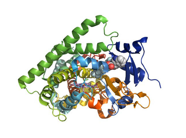 Crystal structure of a complex composed of enzymes and decoy molecules, which selectively transforms benzene to phenol (The decoy molecule was designed by Dr. Watanabe and colleagues to change the enzyme's substrate selectivity.)