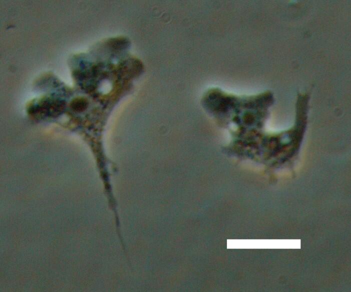 A novel species of amoebae isolated from a paddy soil