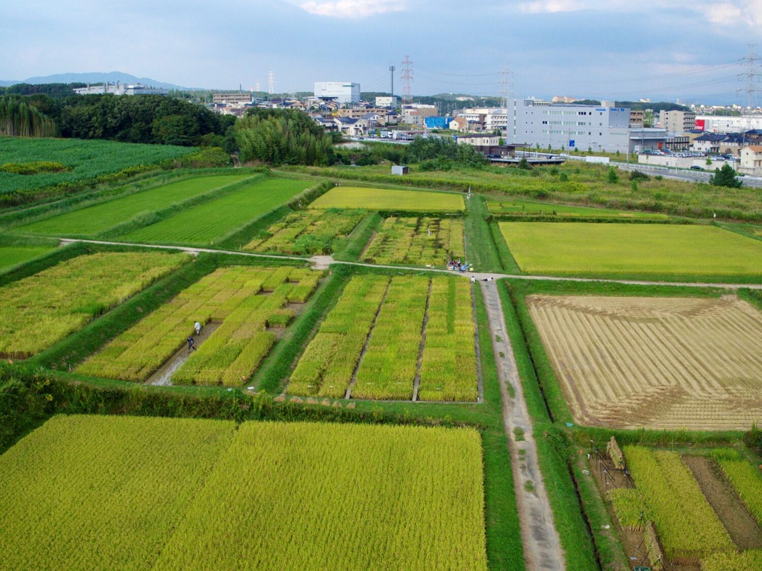 Rice paddy in Nagoya University's Togo Field
