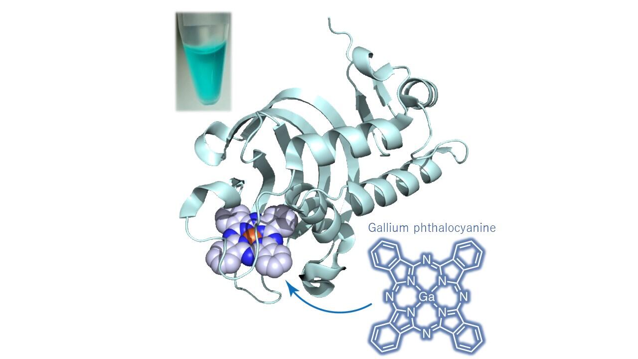 The structure of an artificial metalloprotein created by incorporating a synthetic pigment, gallium phthalocyanine, into the heme acquisition protein that Pseudomonas aeruginosa releases to acquire iron, from which a light blue solution is obtained.