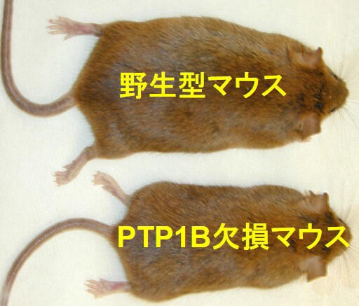 A PTP1B-deficient mouse (lower), which is less likely to be obese, and a wild mouse (upper)