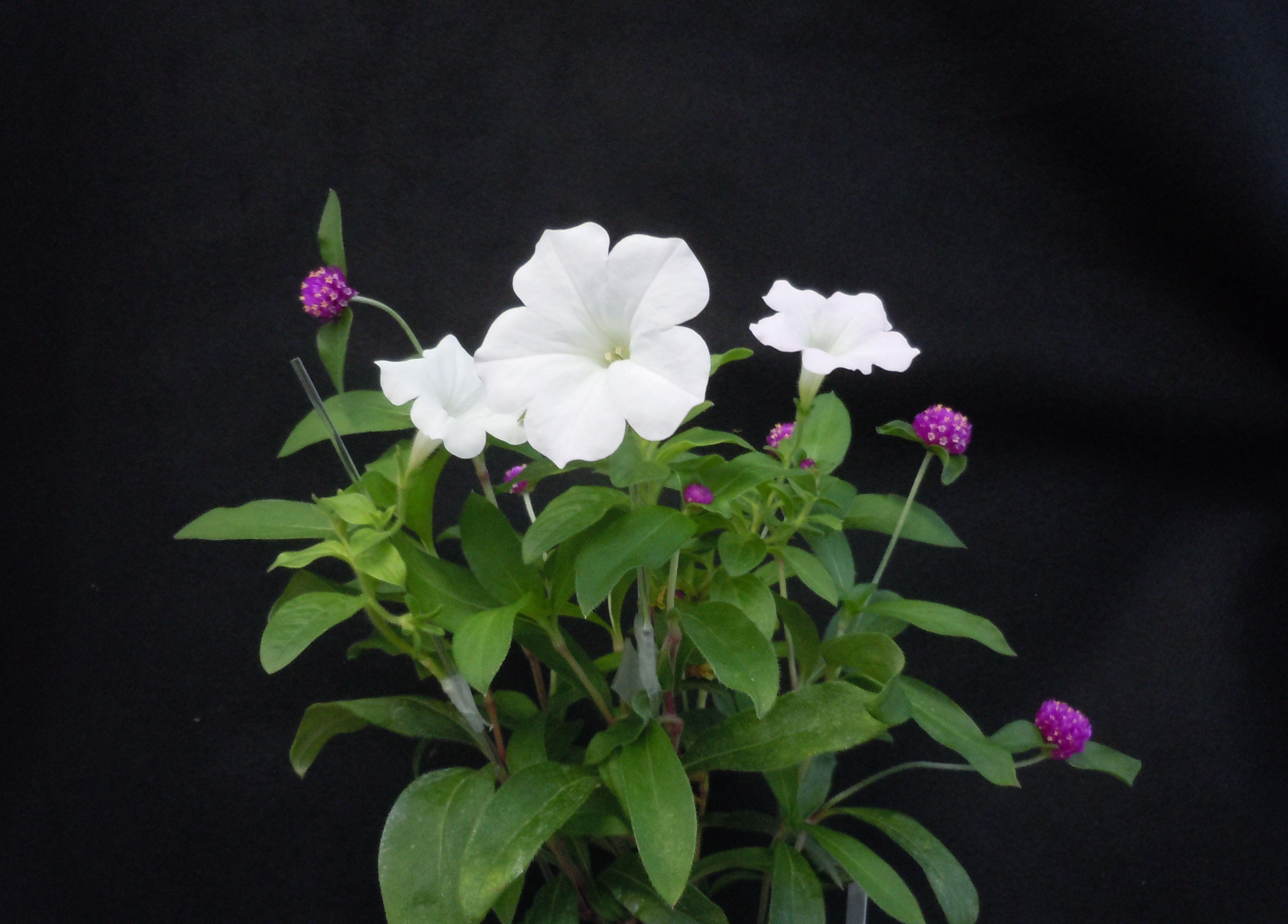 Grafting of different pink and white flowers by discovering a new grafting method