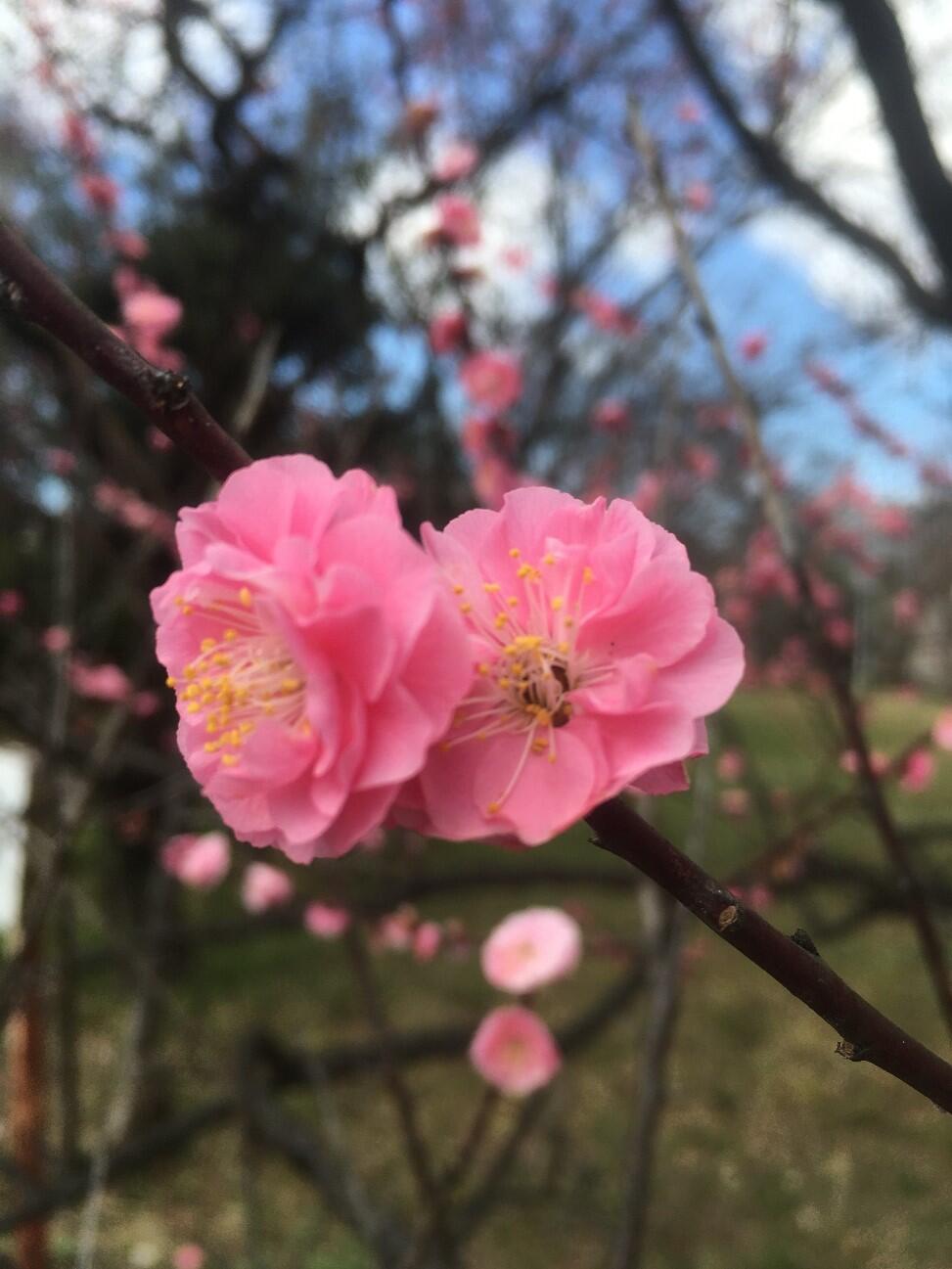 Wang Zhao Ming Plum blossoms (South Building, back, taken on March 11, 2020)