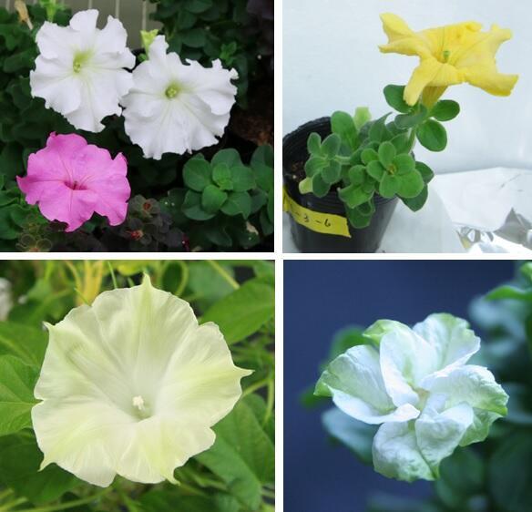 Upper: Petunias with brightly color petals. Gene modification had made it possible to synthesize betalain pigment, which was originally unable to be synthesized.Lower: The gene, which induces greening of petals, was introduced in morning glory and petunia.