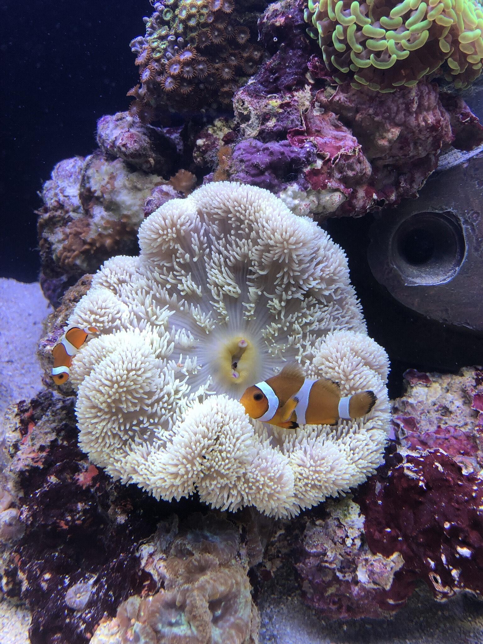 A coral and fish tank at his house