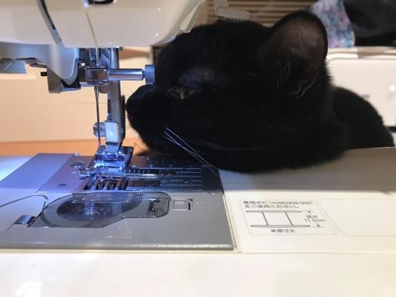 Her cat is always fascinated when she uses the sewing machine.(The cat is so adorable, but she's kind of in the way...)