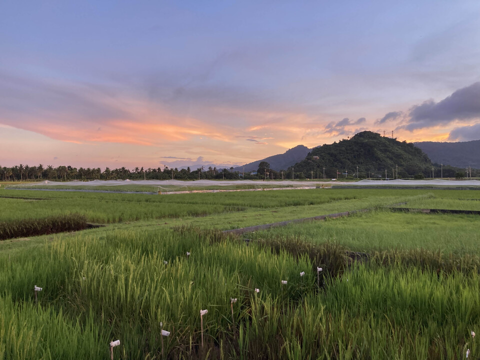 The sun sets on rice fields at the International Rice Research Institute in Los Baños. *(October 9, 2023)

