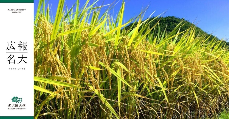 (Image provided by the Research Institute of Rice Production & Technology Co., Ltd.)