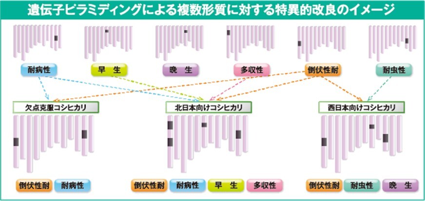 Illustration of rice breeding using DNA markers. The colored boxes indicate different traits such as disease resistance and growth speed, which are used to create varieties of rice that are adapted to the local climate. (Provided by the Research Institute of Rice Production & Technology Co., Ltd.)