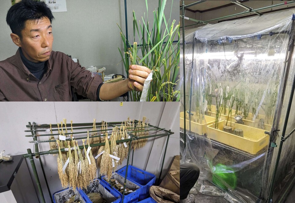 President Kenji Jinushi demonstrating crossbreeding work (top left), along with some scenes from inside the Research Institute.