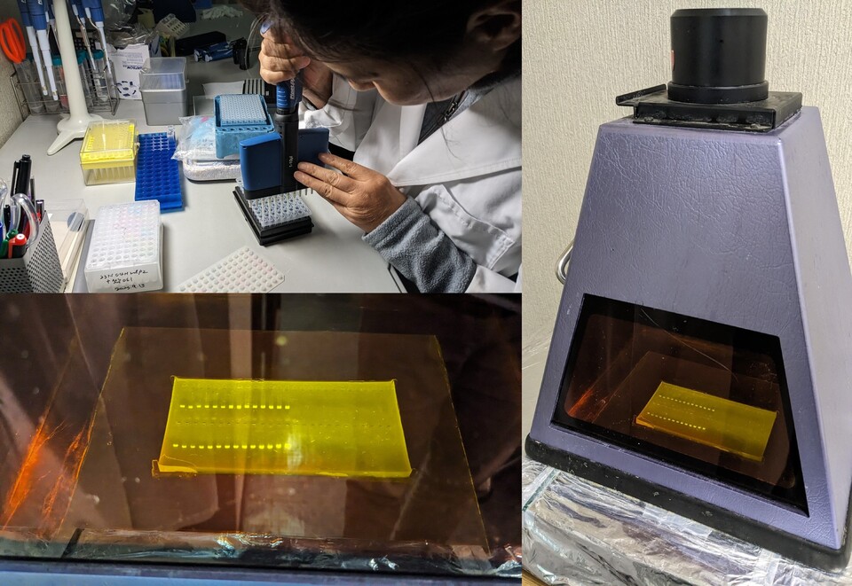 DNA marker identification using PCR testing.