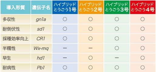 Seeds are supplied to meet diverse needs such as harvest timing and rice stickiness. Tōgō 1 (blue), Tōgō 2 (orange), Tōgō 3 (green), and Tōgō 4 (red) all contain different combinations of traits. (Provided by the Research Institute of Rice Production & Technology Co., Ltd.)