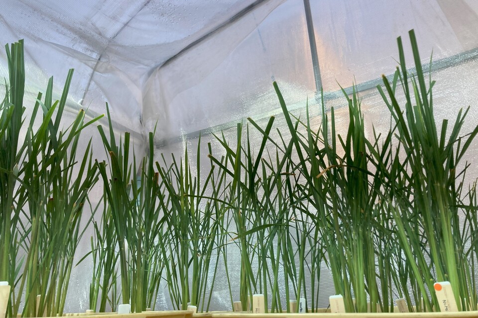 Next-generation varieties carefully selected at the genetic level are born in this "breeding house."