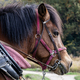 Nagoya University Museum hosts Kiso Horse ploughing event at Nagoya University Farmの画像