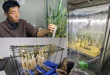 From Lab to Farm to Table: How Nagoya University Researchers Developed a Delicious Rice Variety by Analyzing Genesの画像
